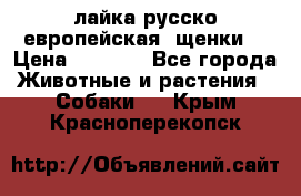 лайка русско-европейская (щенки) › Цена ­ 5 000 - Все города Животные и растения » Собаки   . Крым,Красноперекопск